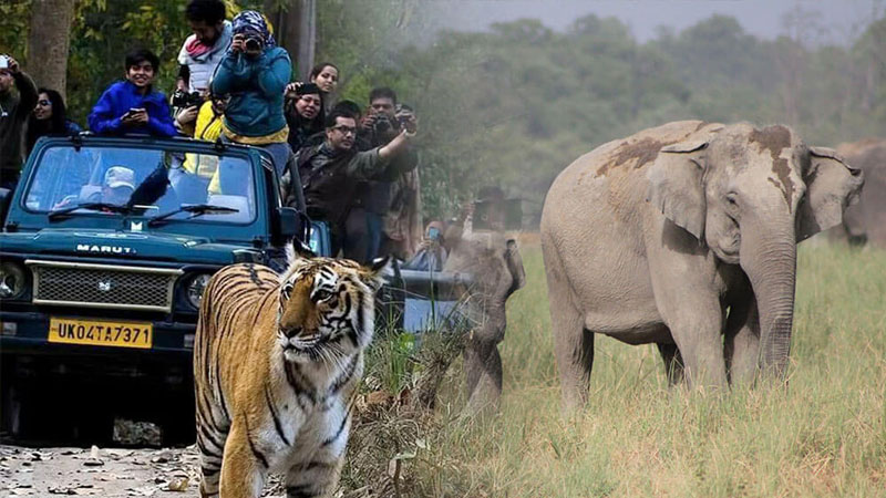 Wildlife Safari Meets Comfort: Travel with Luxury Self-Drive Cars